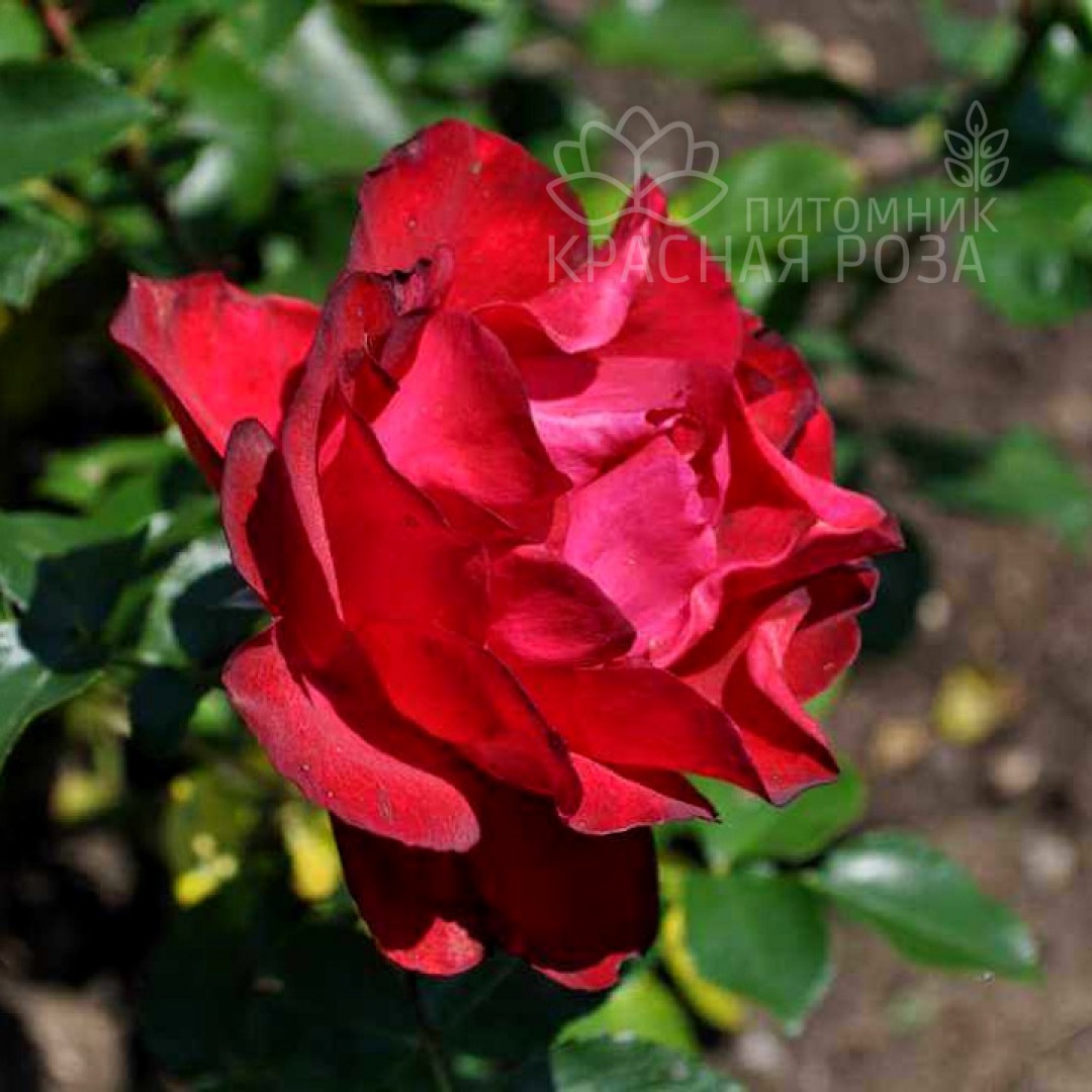 Роза флорибунда Tamango
